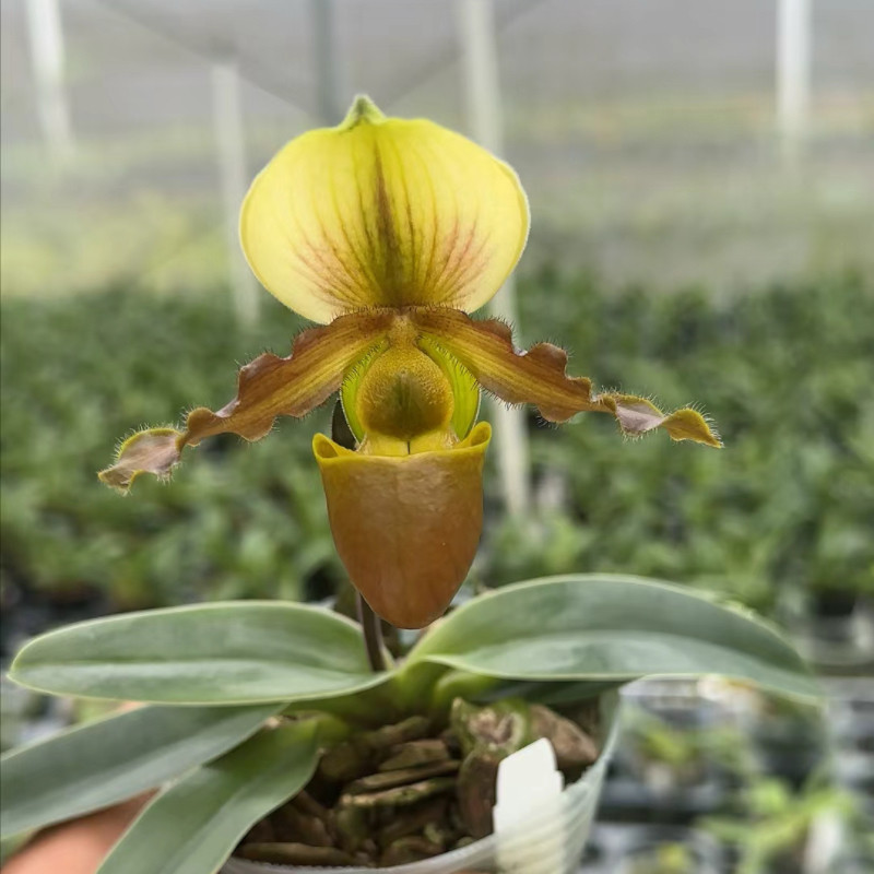 【陈莲X苍叶】兜兰续花花朵一杆多花室内观赏兰花绿植盆栽花卉