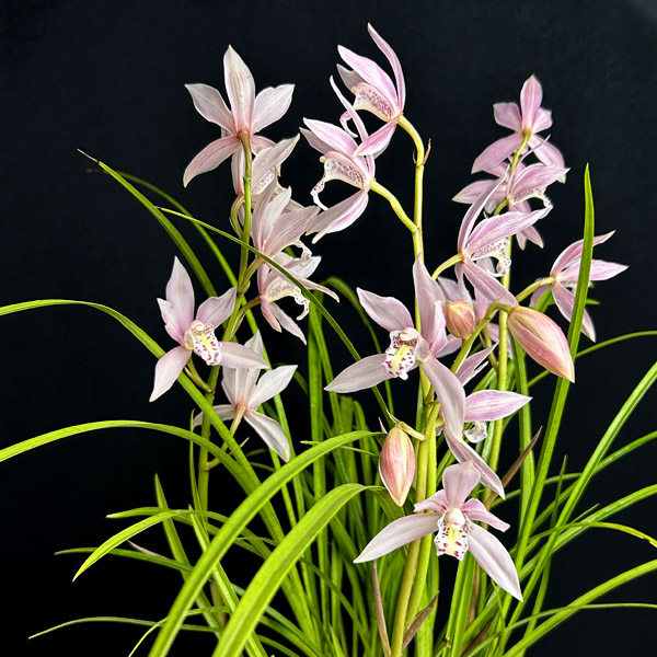 绿缘兰花苗【蜜桃仙子】浓香细叶兰浅粉色四季兰杂交兰桌面盆栽