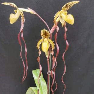 万峰绿缘【麦克兜兰】兰花室内植物好养庭院盆栽阳台桌面花卉客厅