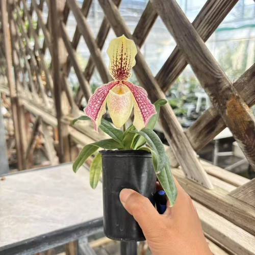 万峰绿缘[紫毛x古德】兜兰室内植物好养庭院盆栽