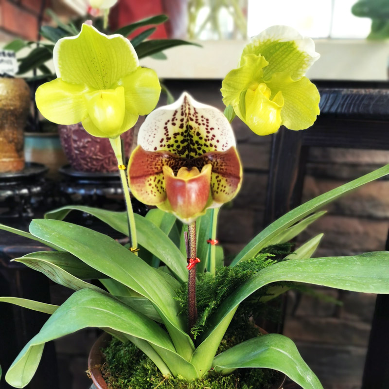 绿缘兜兰花绿红肉饼带花苞花期长室内茶几客厅桌面装饰绿植盆栽