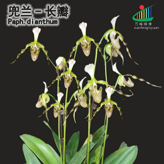 绿缘兰花实生苗拖鞋兰原生种-长瓣兜兰 Paph.dianthum多花系-封面