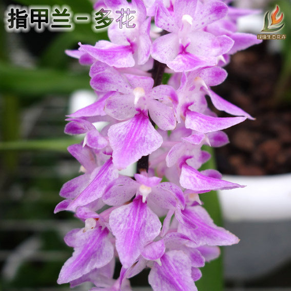 绿缘兰花 狐尾兰 多花指甲兰洋兰室内外阳台观花观叶植物易养盆栽