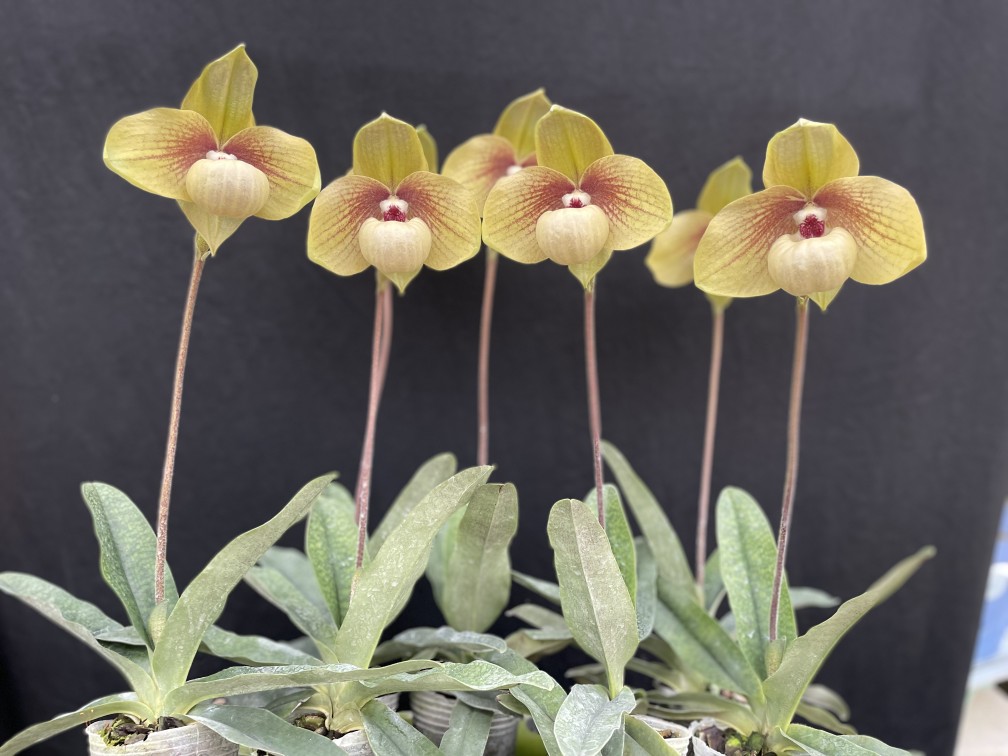 万峰绿缘兰花 【熊猫微笑】兜兰花大奇香珍稀有孤品限量