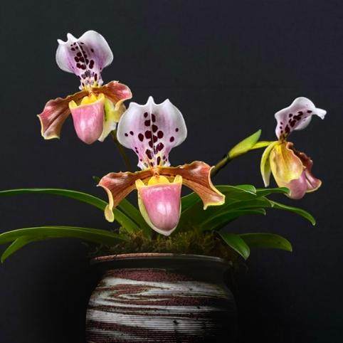 绿缘兰花 格力X亨利（Paph. henryanum X gratrixianum )兜兰实生