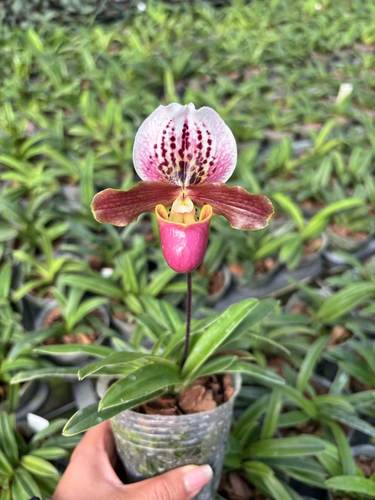 万峰绿缘兰花紫斑兜兰
