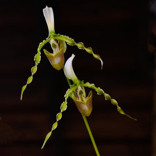 万峰绿缘兰花 实生苗 拖鞋兰原生种-长瓣兜兰多花系