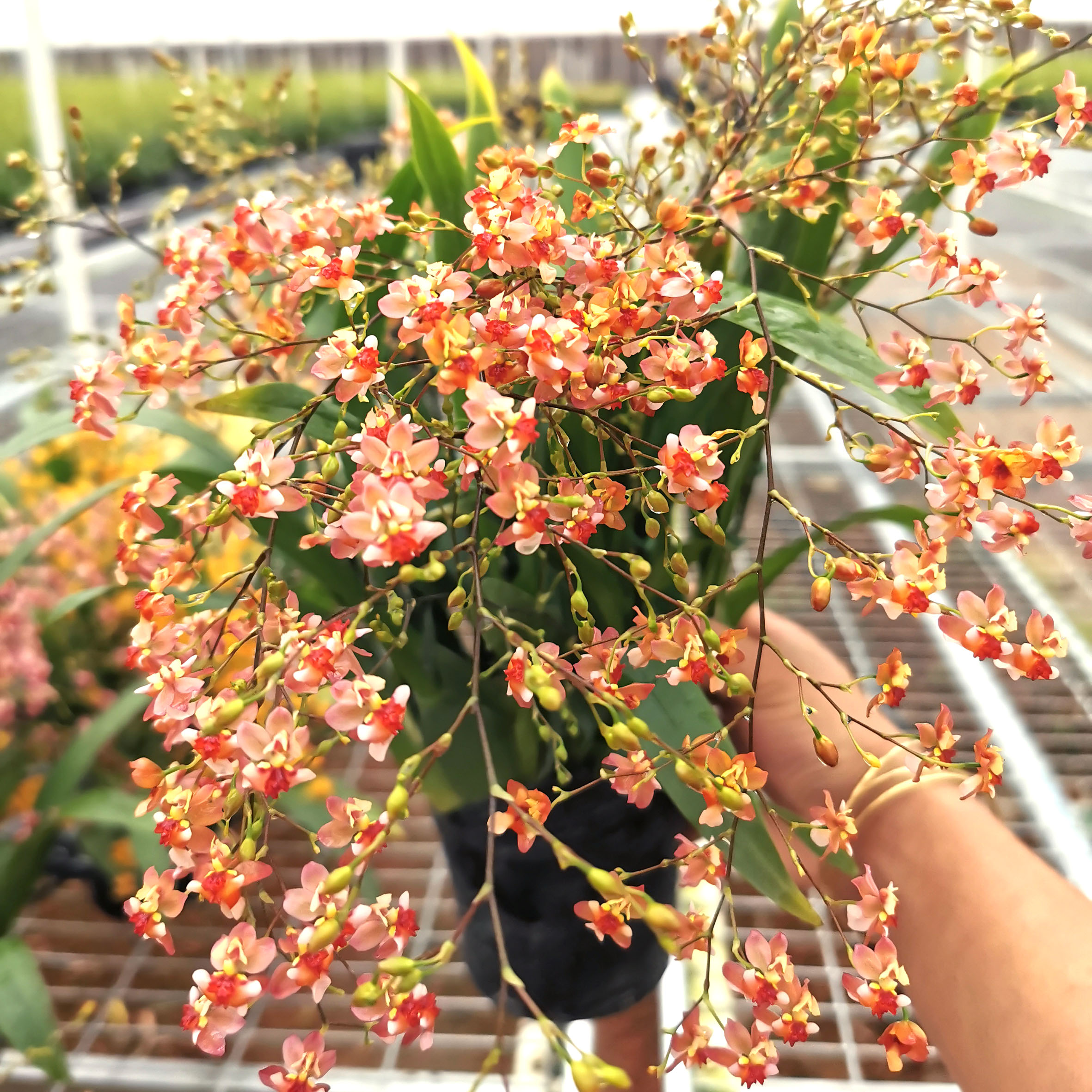 绿缘兰花带花梗新品梦香兰香水兰迷你文心兰跳舞兰香味室内办公桌