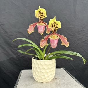 万峰绿缘[亨利x紫毛]可爱兜兰趣味兰花花期久室内绿植秋冬季开花