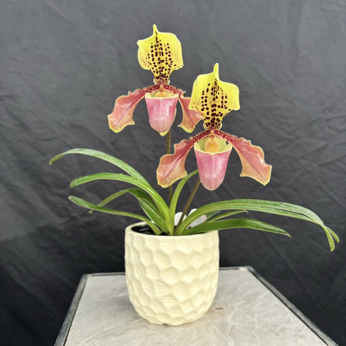 万峰绿缘[亨利x紫毛]可爱兜兰趣味兰花花期久室内绿植秋冬季开花