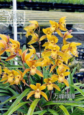 绿缘兰花苗 黄樱 四季兰杂交兰清香新手好养室内绿植盆栽原盆土发
