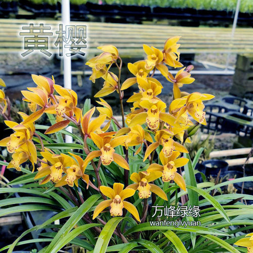 绿缘兰花苗 黄樱 四季兰杂交兰清香新手好养室内绿植盆栽原盆土发