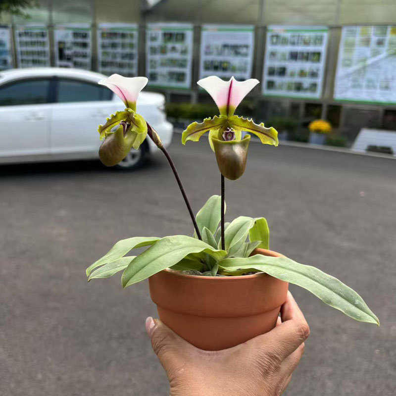 万峰绿缘兜兰白旗小青蛙兜兰原生种实生苗室内花桌面装饰节日礼品