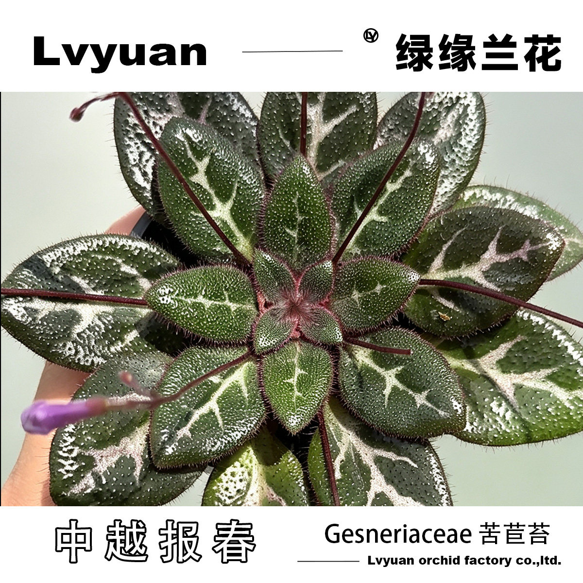 万峰绿缘中越报春苦苣苔室内盆栽绿植