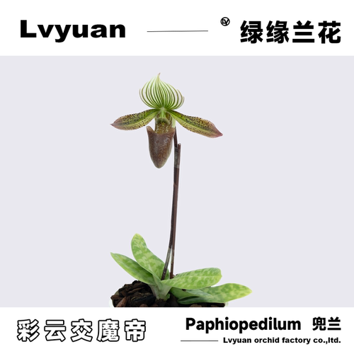 绿缘兰花兜兰苗带花苞  [魔音兜兰] 拖鞋兰（魔帝X彩云）绿植盆栽