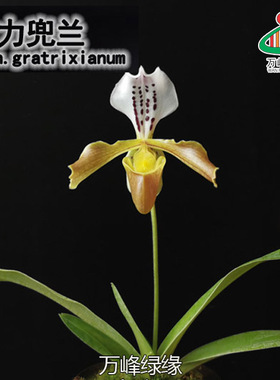 绿缘实生苗原生种 格力兜兰 Paphiopedilum gratrixianum Rolfe