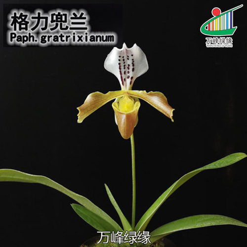 绿缘实生苗原生种 格力兜兰 Paphiopedilum gratrixianum Rolfe