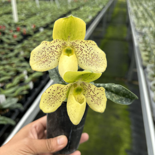 万峰绿缘兜兰报春同色续花兜兰一杆多花地生兰花绿植室内花卉盆栽