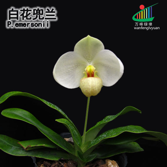 绿缘兰花 实生苗原生种-白花兜兰（Paph.emersonii）带香味 鲜花速递/花卉仿真/绿植园艺 时令草本花卉 原图主图