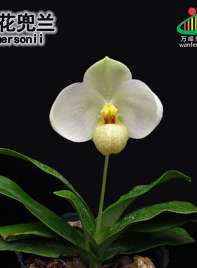 万峰绿缘兰花 实生苗原生种-白花兜兰带香味