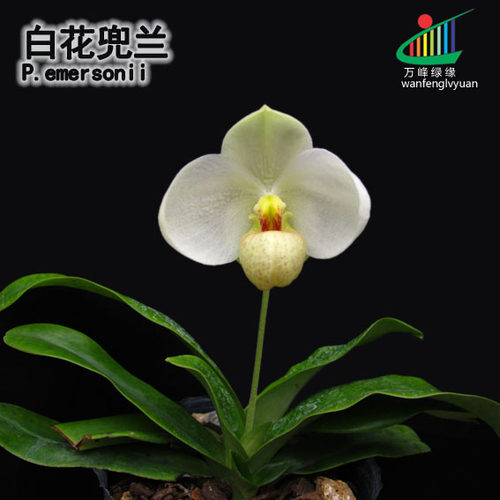万峰绿缘兰花 实生苗原生种-白花兜兰带香味
