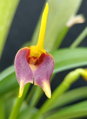 万峰绿缘【红三尖兰】Masd.（amplexa x xanthur) 雨林缸植物