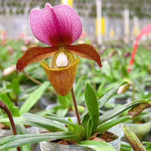 绿缘兰花 紫毛×红旗×红旗