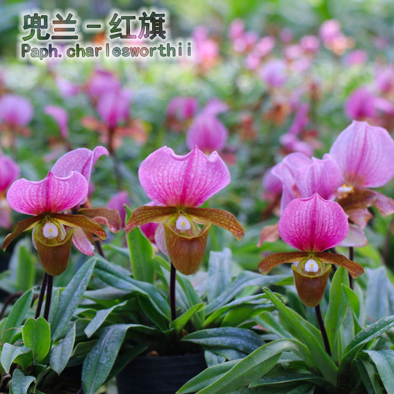 绿缘兰花 实生苗-原生种-红旗兜兰Paph.charlesworthii迷你型植株