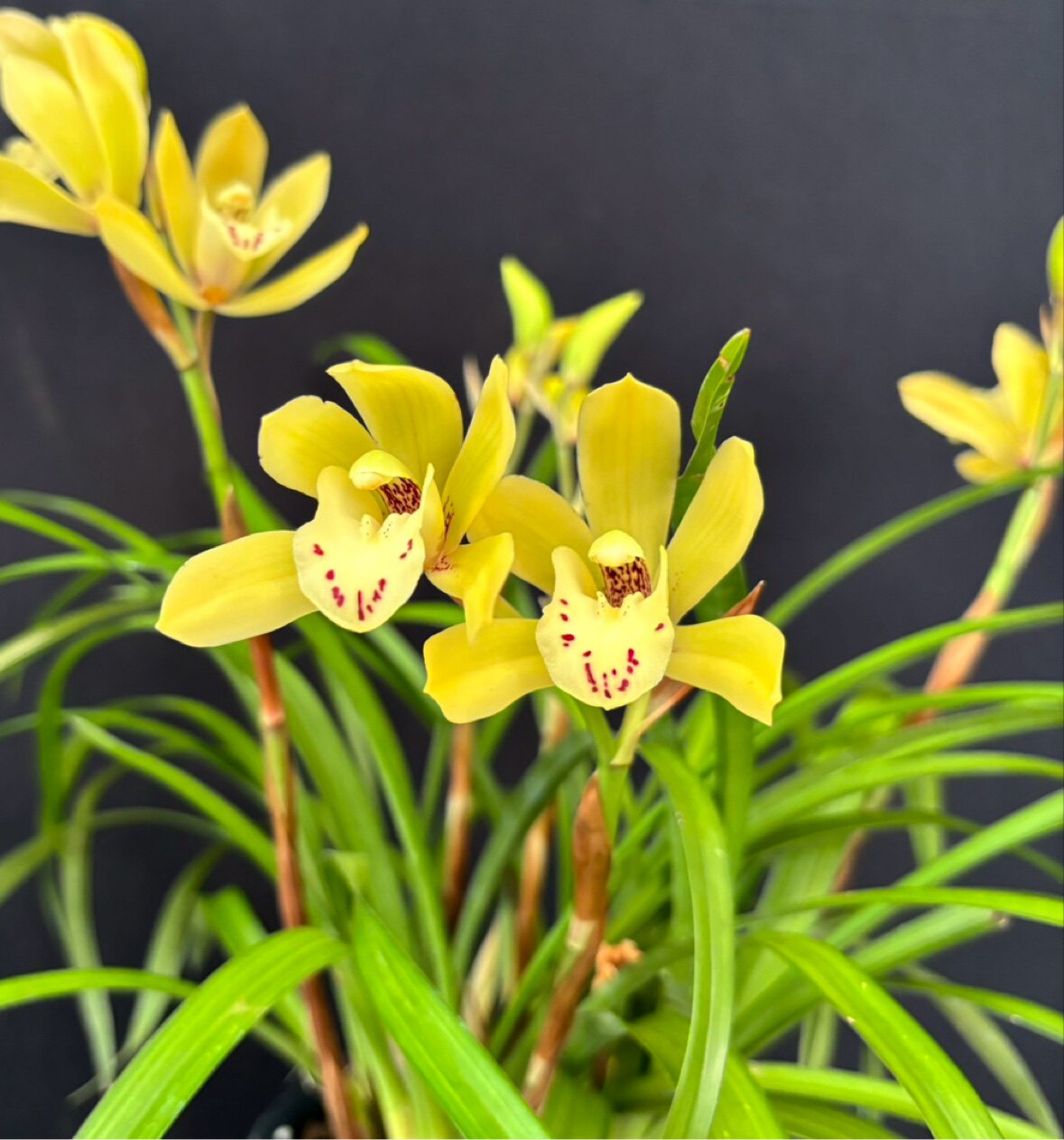 绿缘兰花 [金口玉言]国兰杂交兰带香味好养易室内桌面盆栽绿植