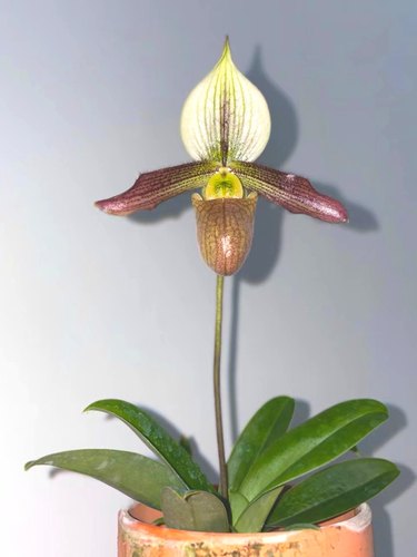 绿缘兰花-【陈莲x彩云】 兜兰实生苗拖鞋兰仙履兰小型桌面盆栽