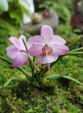 【蜜桃槽舌兰 】Hocl mitao迷你附生兰春季芳香多花型雨林缸造景