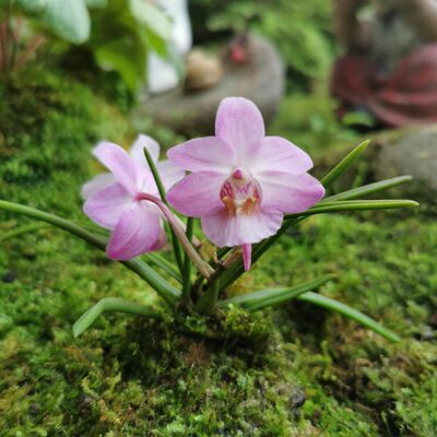 迷你型芳香万峰绿缘雨林缸