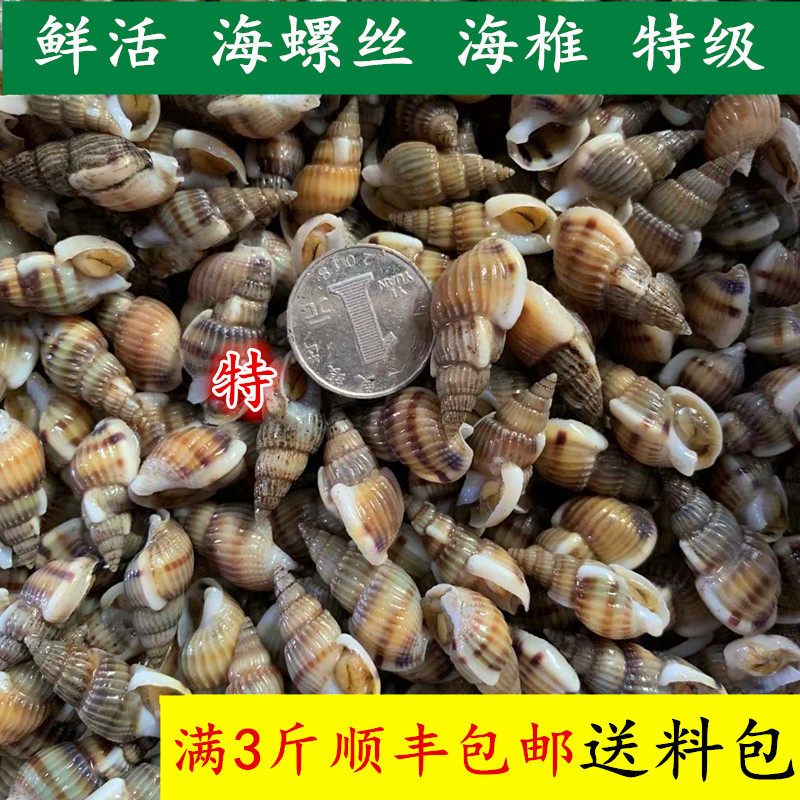 丹东东港特产鲜活海螺丝海锥海瓜子特级大等小海螺鲜活吐沙发货