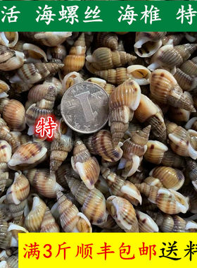 鲜活丹东特级小海螺