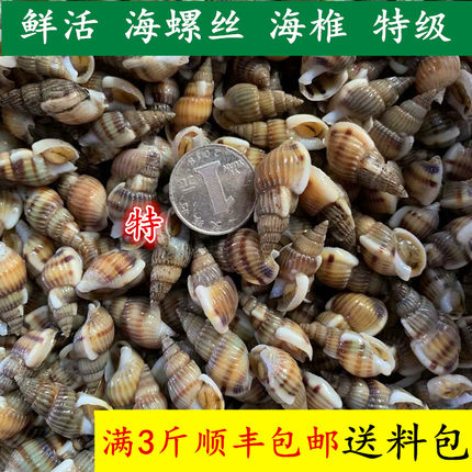 丹东东港特产鲜活海螺丝海锥海瓜子特级大等小海螺鲜活吐沙发货