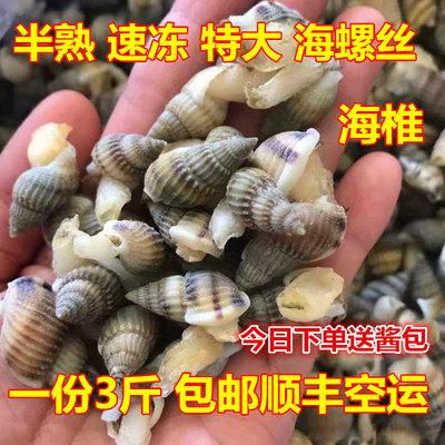丹东特产鲜活海螺丝海特大海瓜子