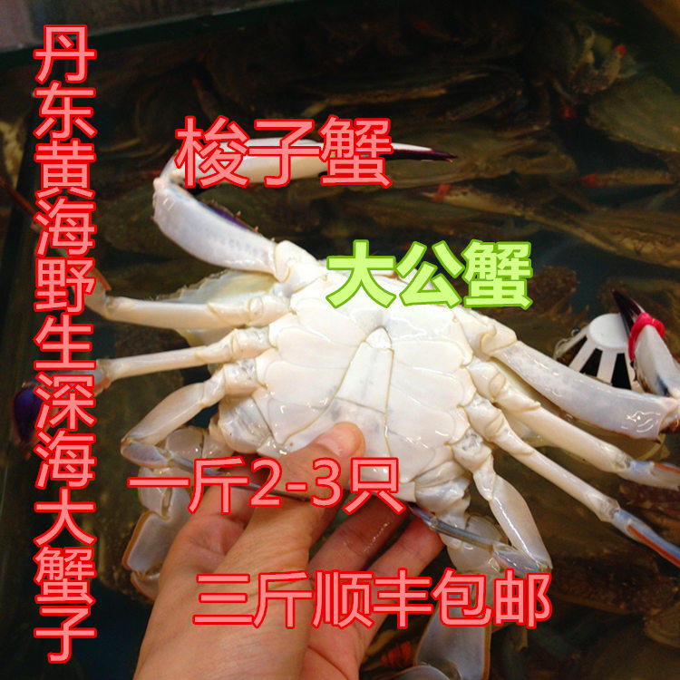 丹东特产黄海鲜活大飞蟹 大公蟹 梭子蟹 青蟹 海鲜水产 顺丰包邮