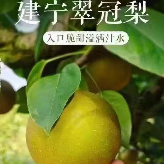 期待2026年的建宁翠冠梨【顺丰包邮】新鲜翠冠梨脆甜多汁细腻