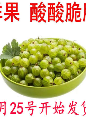 灯笼果新鲜醋栗野生浆果酸梅粒刺么果酸钉子刺梨鲜果东北当季水果