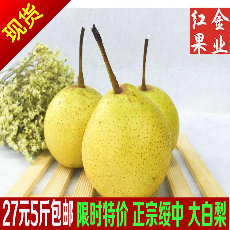 绥中白梨 大白梨 东北特产新鲜水果白梨 脆甜  5斤包邮