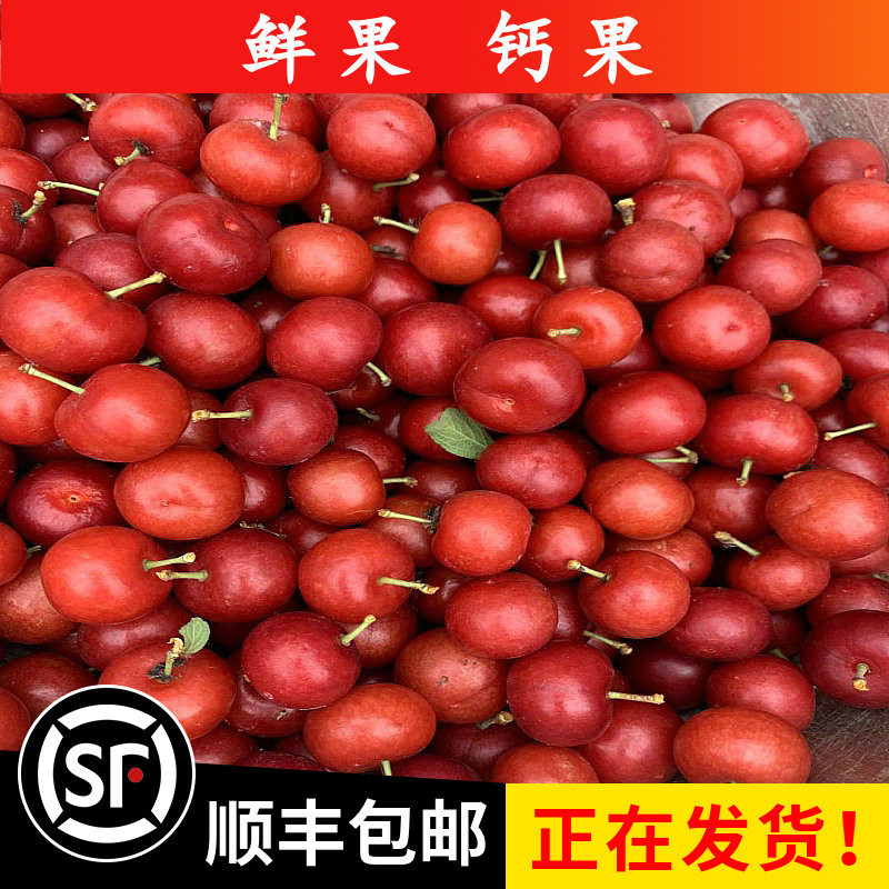 欧李钙果辽宁产地直发诺丽新鲜山梅子鲜果2斤装基地直发多省包邮