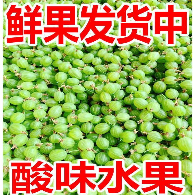 东北新鲜灯笼果鲜果醋栗酸子刺梨酸掉渣鹅莓酸梅刺果酸钉子酸瓜瓜
