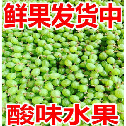 东北新鲜灯笼果鲜果醋栗酸子刺梨酸掉渣鹅莓酸梅刺果酸钉子酸瓜瓜