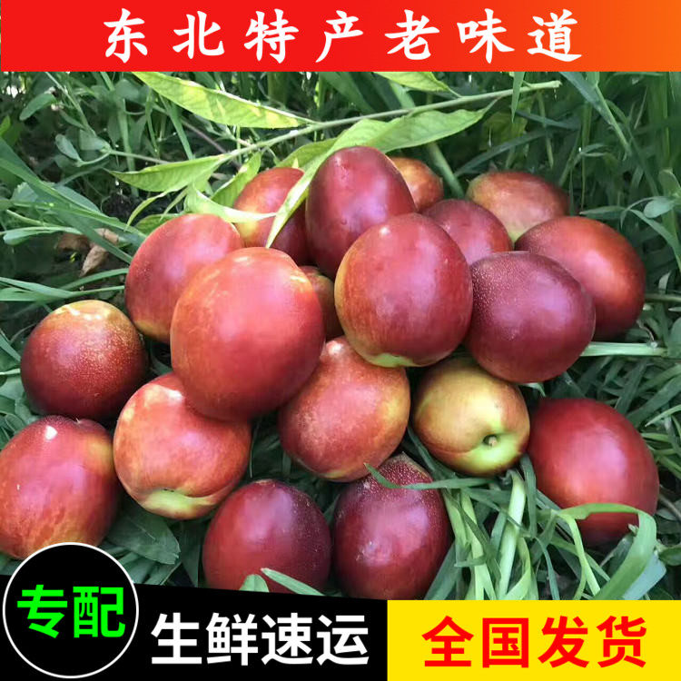 油桃东北桃子水果新鲜脆油桃杠七甜脆油桃大连油桃5斤装包邮