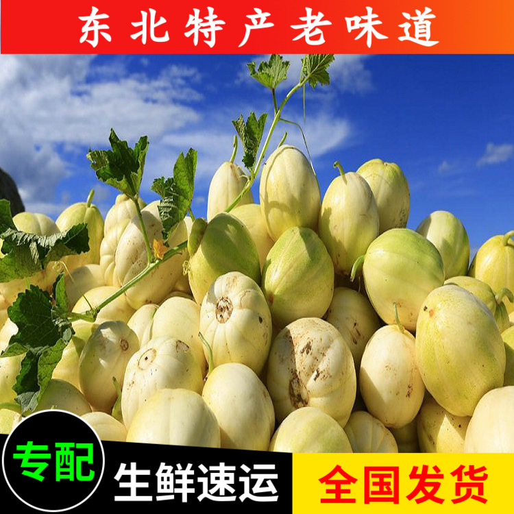 顺丰包邮东北香瓜京密白糖罐蜜瓜