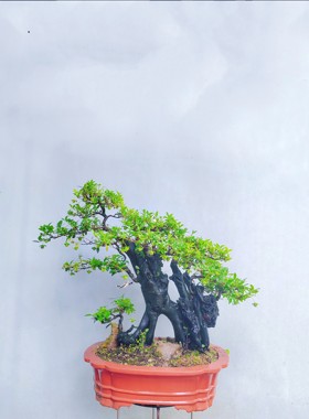 金弹子盆景嫁接桩熟桩母桩血红果阳台绿植