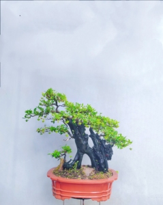 金弹子盆景嫁接桩熟桩母桩血红果阳台绿植