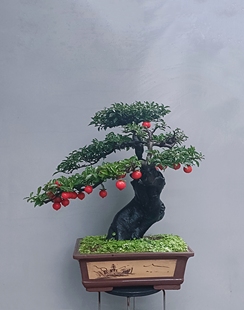 金弹子盆景嫁接桩熟桩母桩血红果阳台绿植