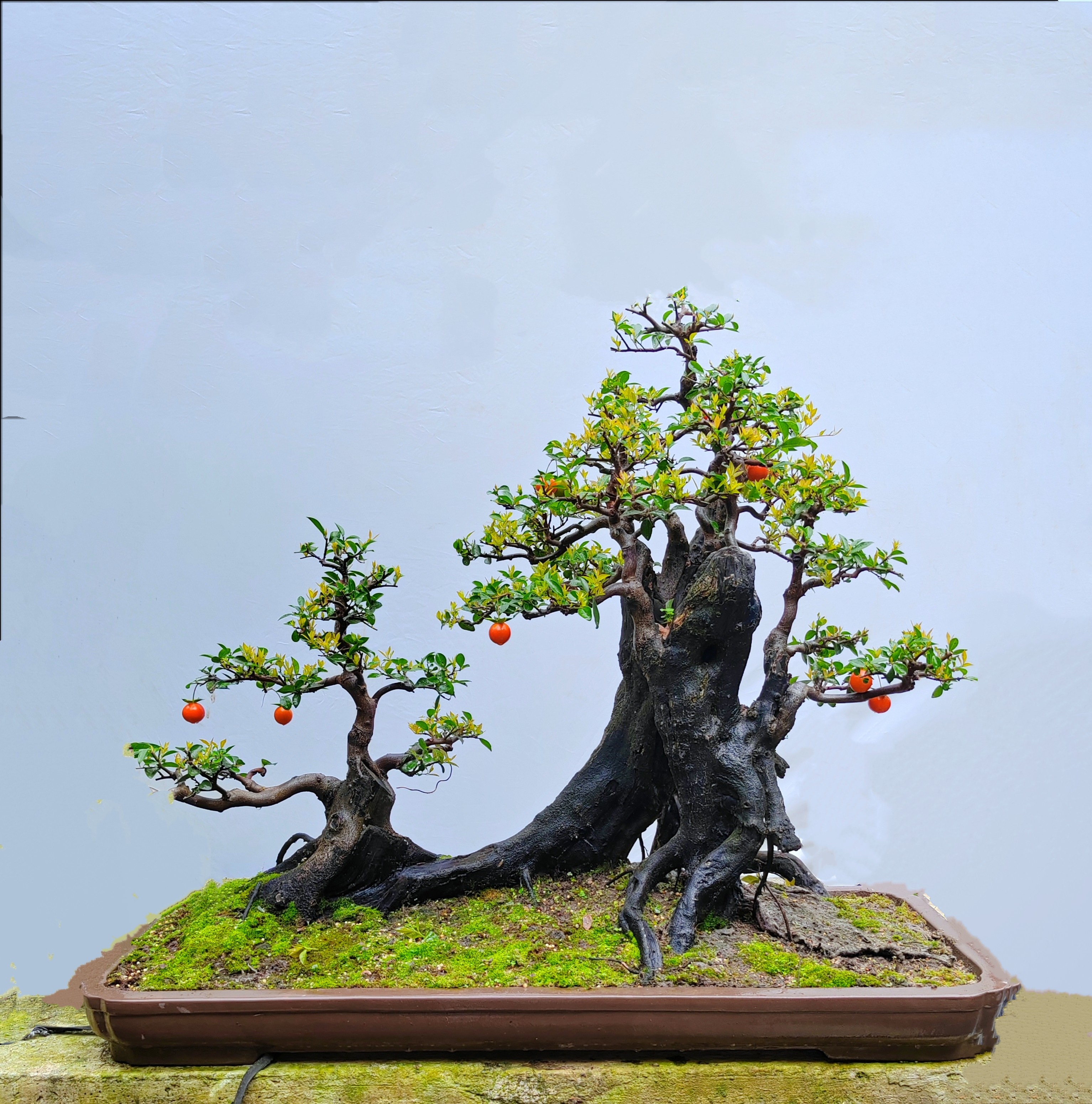 金弹子挂果盆景熟桩花卉绿植弹子桩庭院阳台植物母桩客厅盆景