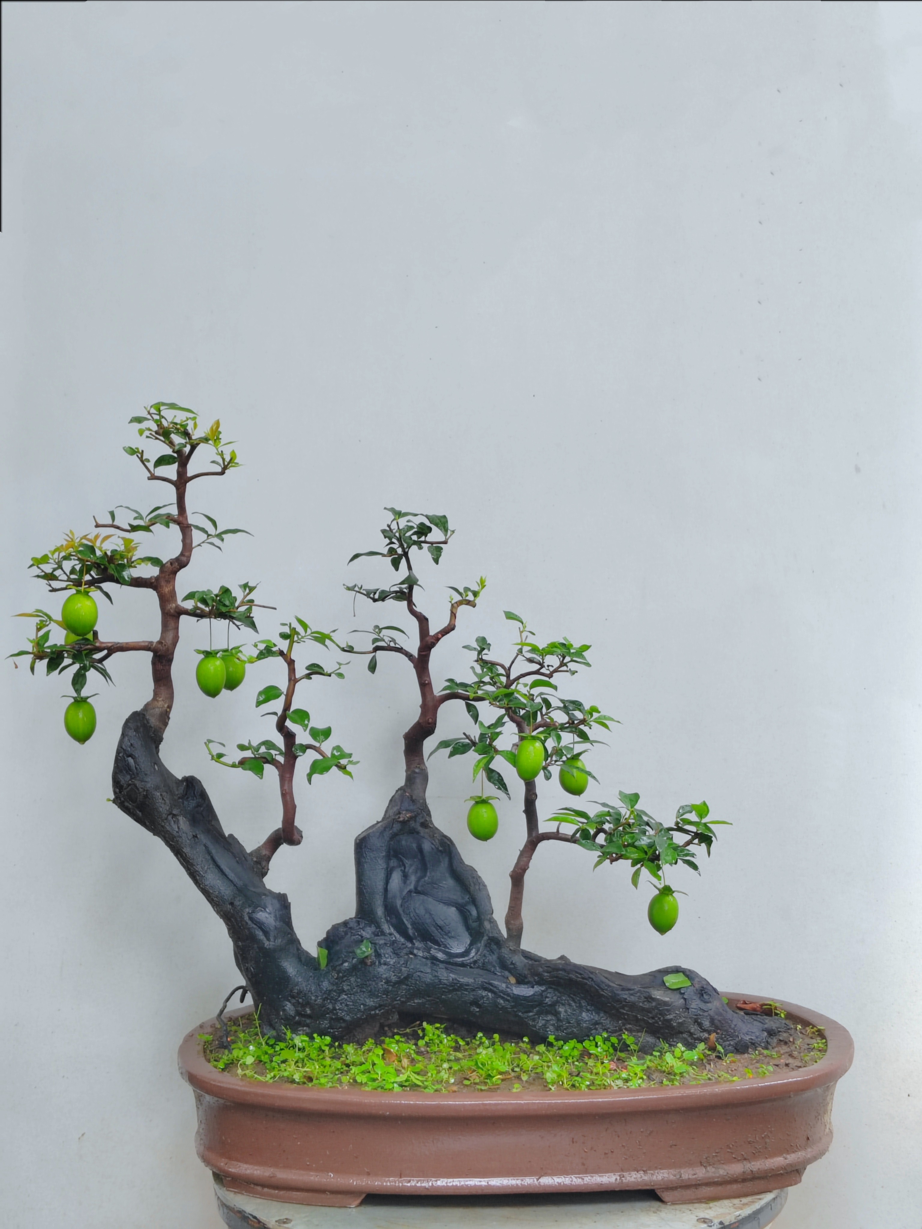 金弹子造型老桩盆景植物室内客厅造型盆景